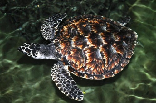 Hawsbill Turtle
