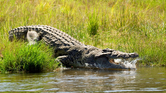 Crocodile in Golfo Dulce